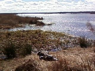 Paynes Prairie-盖恩斯维尔必去景点