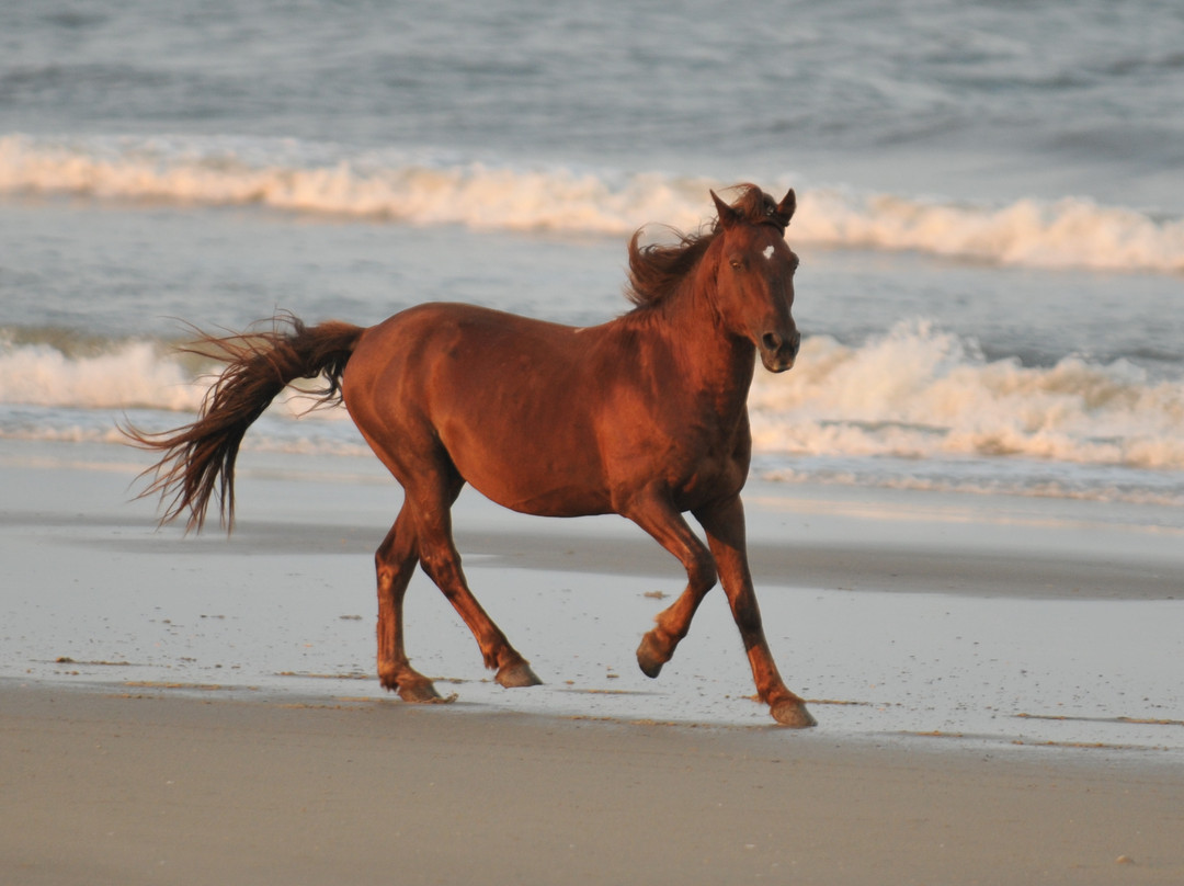 野马冒险之旅-卡罗拉必去景点