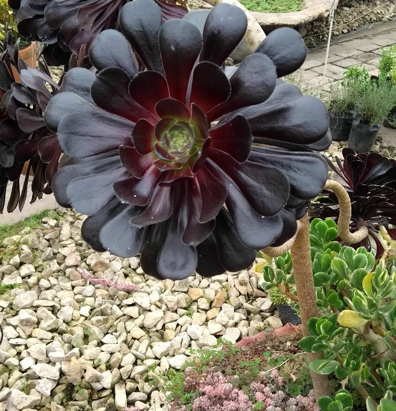 Vivero Crisalide景点图片