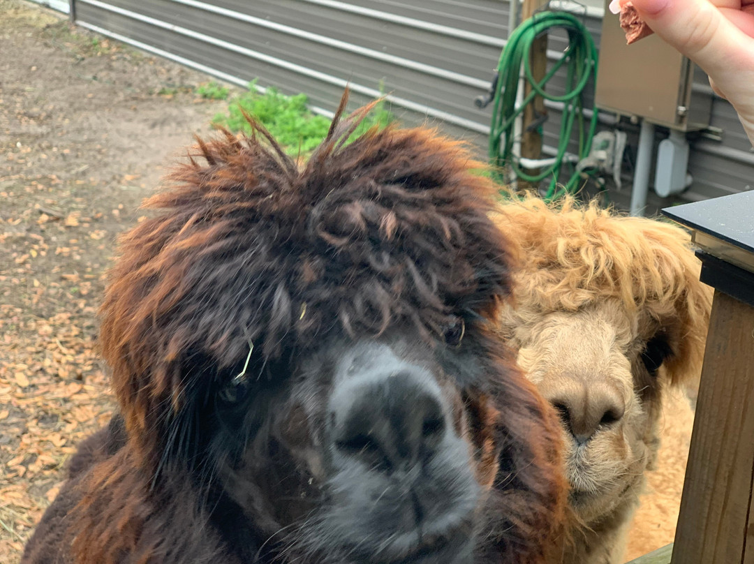 Shady Rest Alpacas-杰克逊维尔必去景点