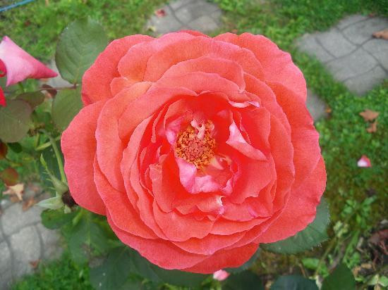 Compton酒店住宿-Auberge Le Coeur d'Or