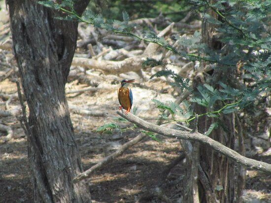Uppalapadu Bird Sanctuary景点图片