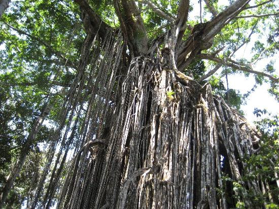 Bandicoot Bicycle Tours-Holloways Beach必去景点