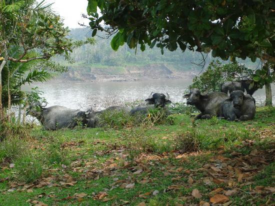 Pacaya Samiria National Reserve景点图片