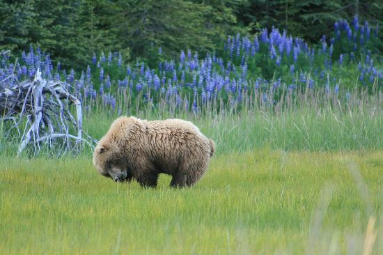 Hallo Bay Lodge Bear VIewing-荷马必去景点
