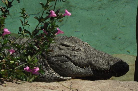 Cango Wildlife Ranch-奥兹洪必去景点