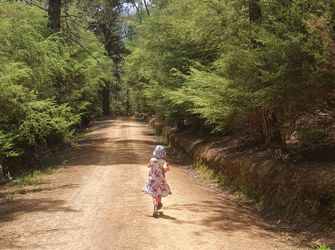 Jamieson Paw Prints Walk-Jamieson必去景点