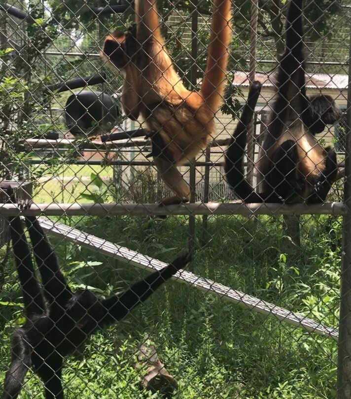 Jungle Friends Primate Sanctuary-盖恩斯维尔必去景点