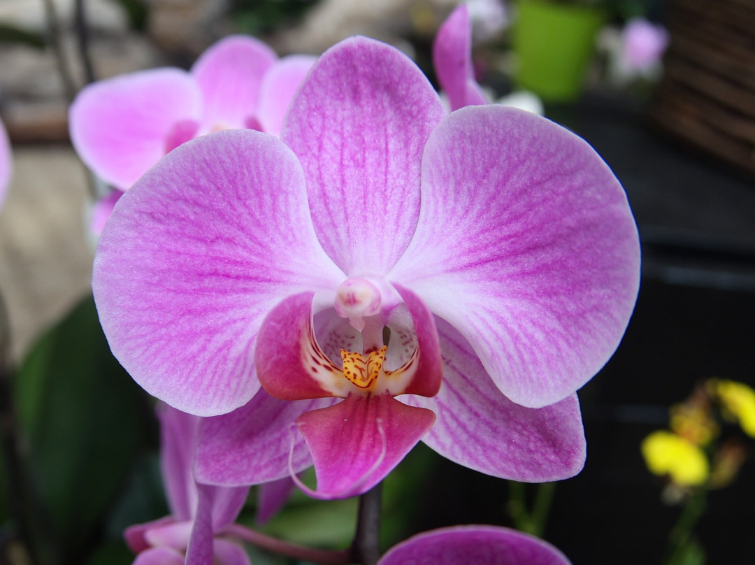 Tochigi Flower Center-栃木市必去景点