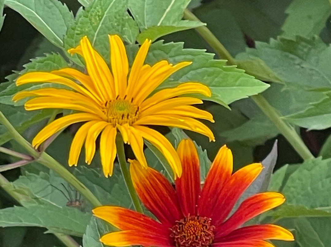Annual Flower Trial Garden-科林斯堡必去景点