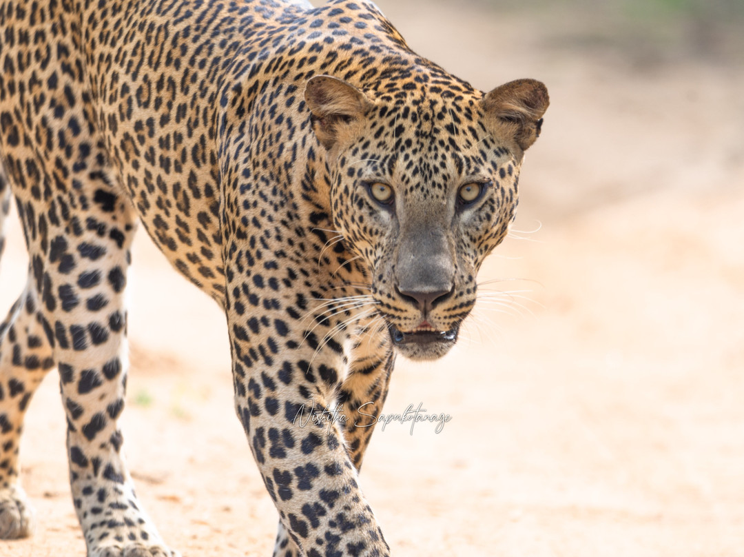 Daya Safari Jeep Service-蒂瑟默哈拉默必去景点