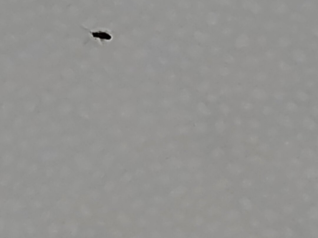 American Inn & Suites Metro Airport主图