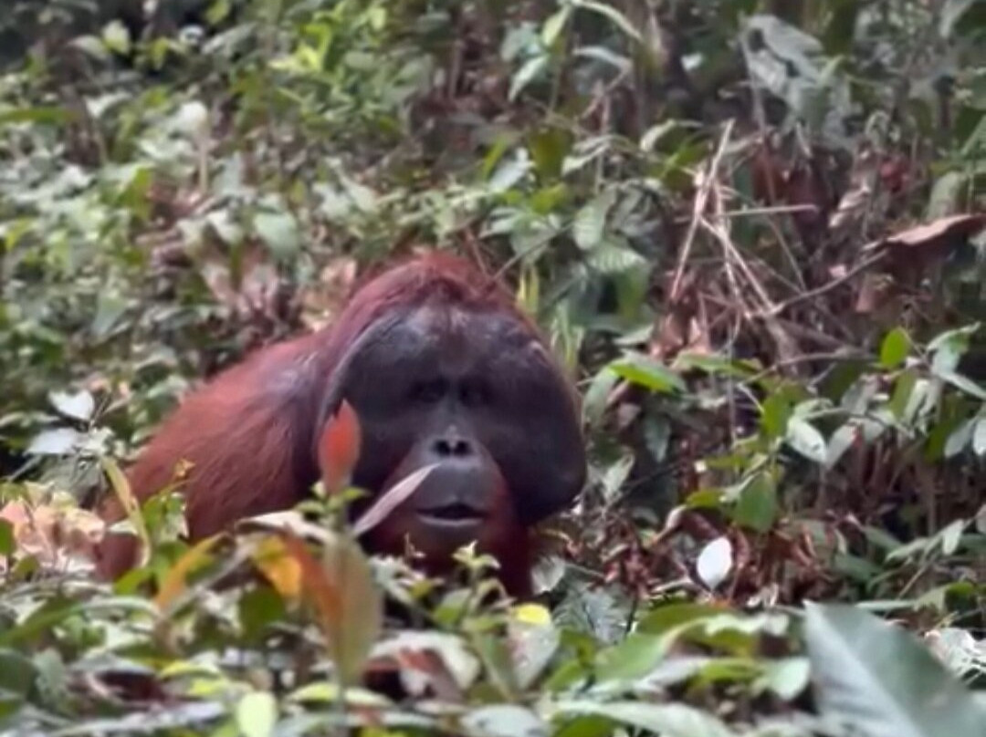 Camp Leakey-Central Kalimantan必去景点