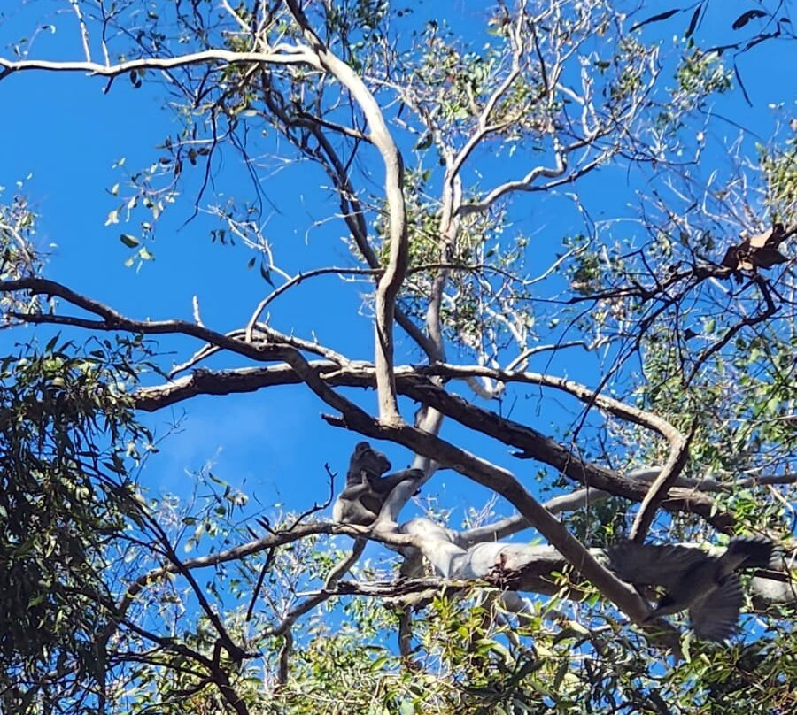Coombabah Lakes Conservation Area-Coombabah必去景点