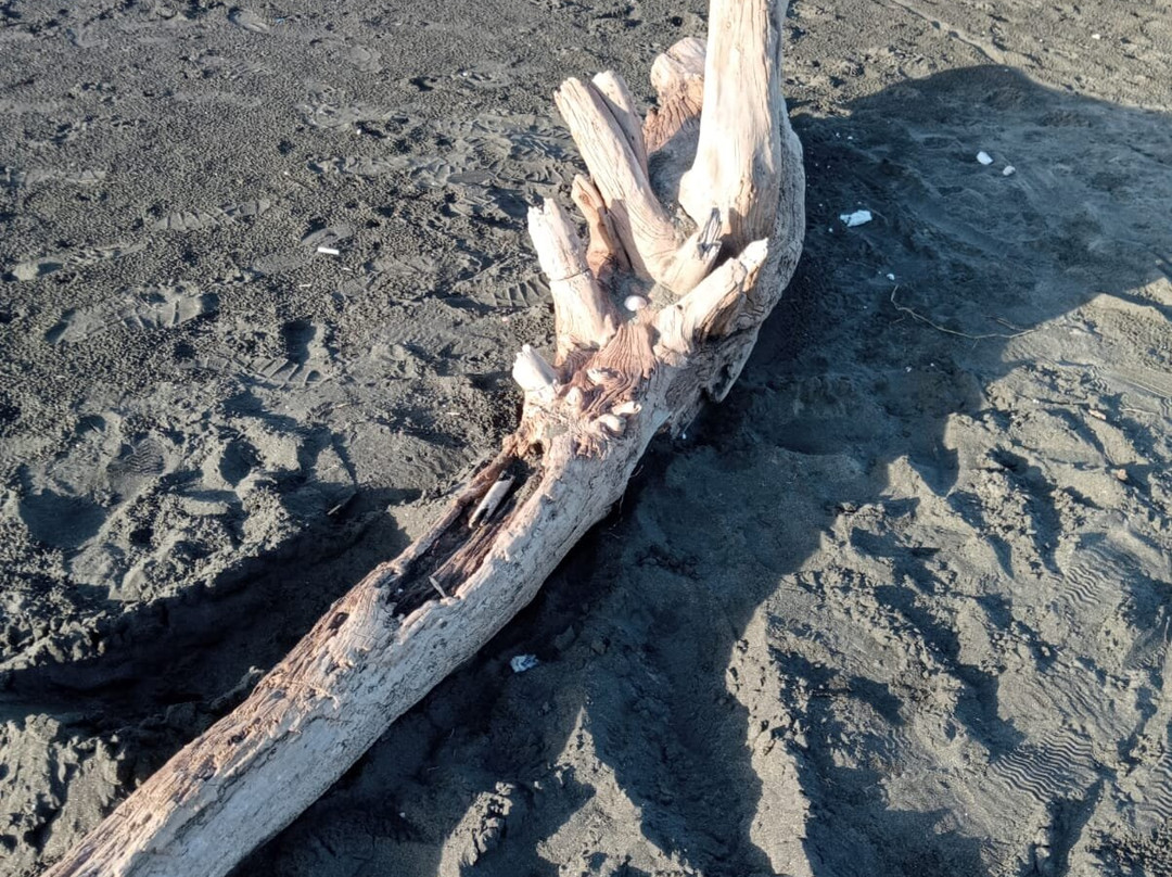 Spiaggia libera Bianca-Lido di Ostia必去景点
