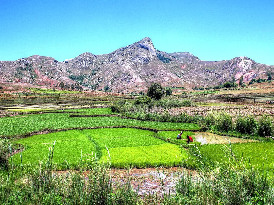 Les Rizières En Terrasses Du Parc National Ambalavao景点图片