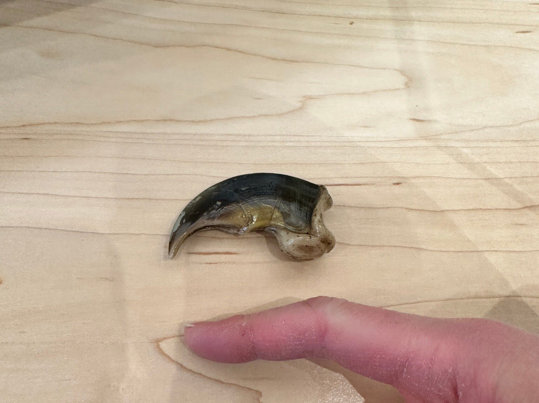 Polar Bears International-丘吉尔必去景点