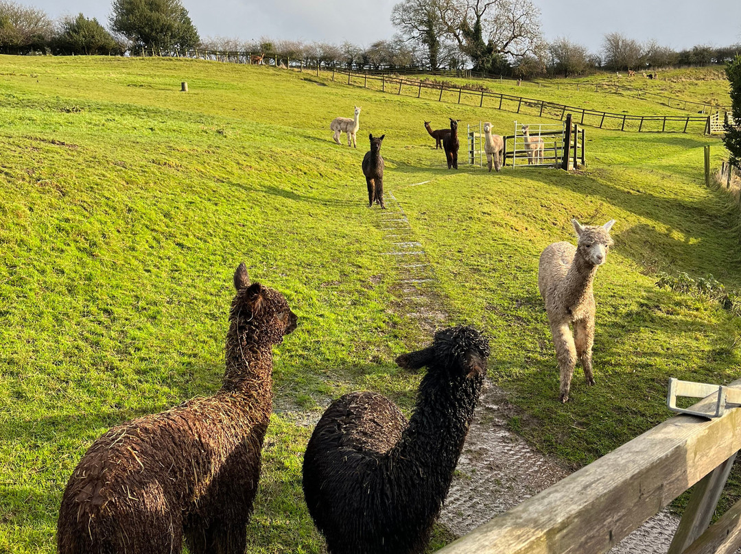 Alpaca Alpaca At Leven Valley景点图片