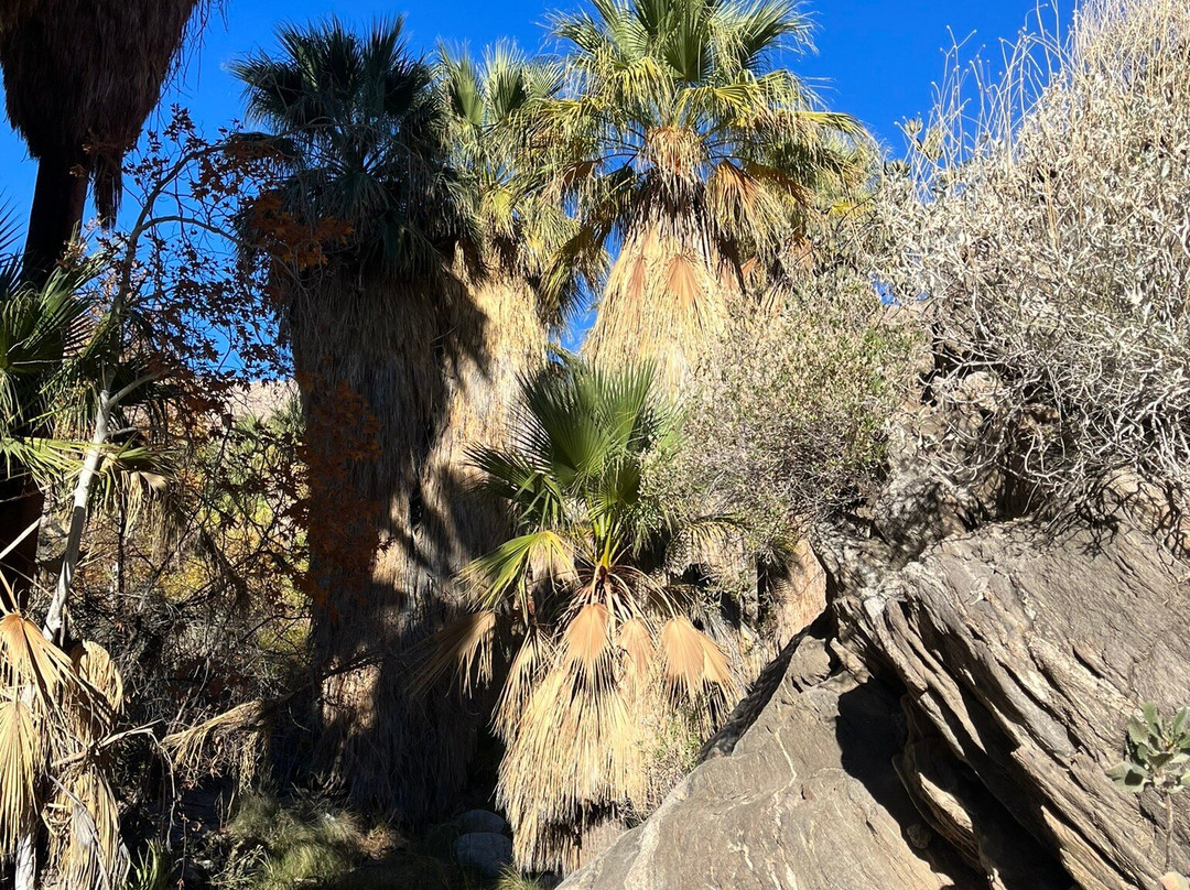 Big Wheel Tours-棕榈沙漠必去景点