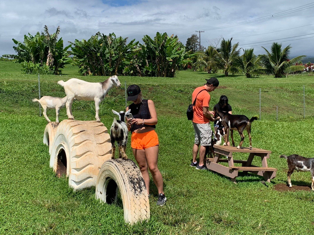 Honomu Goat Dairy-哈诺姆必去景点
