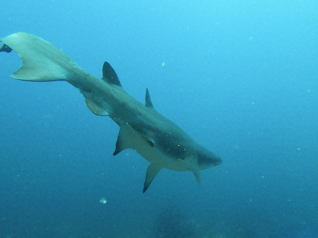 Southern Tip Extreme Activity Centre-Struisbaai必去景点