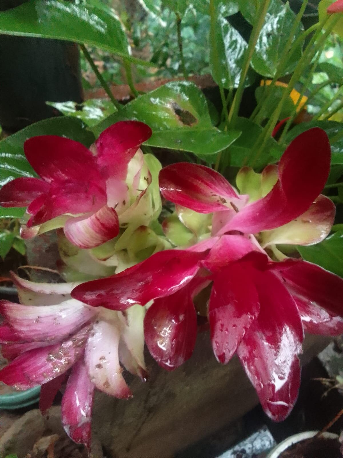 Kandy Cabana Eco Resort-官方