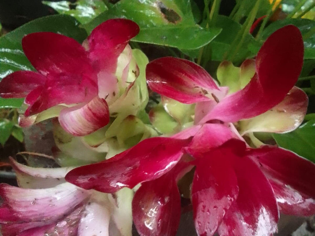 Kandy Cabana Eco Resort主图