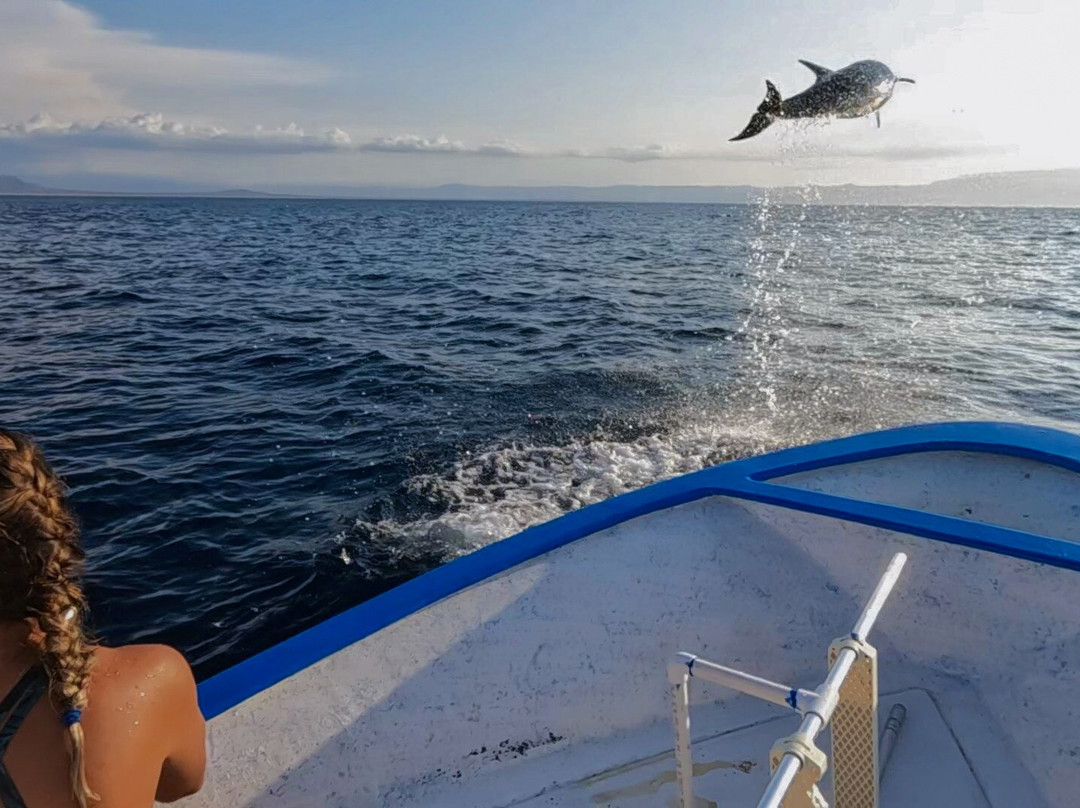 Ozean Dreamer Fleet-卡波圣卢卡斯必去景点