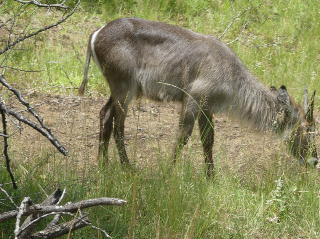 Dini Zulu Safari景点图片