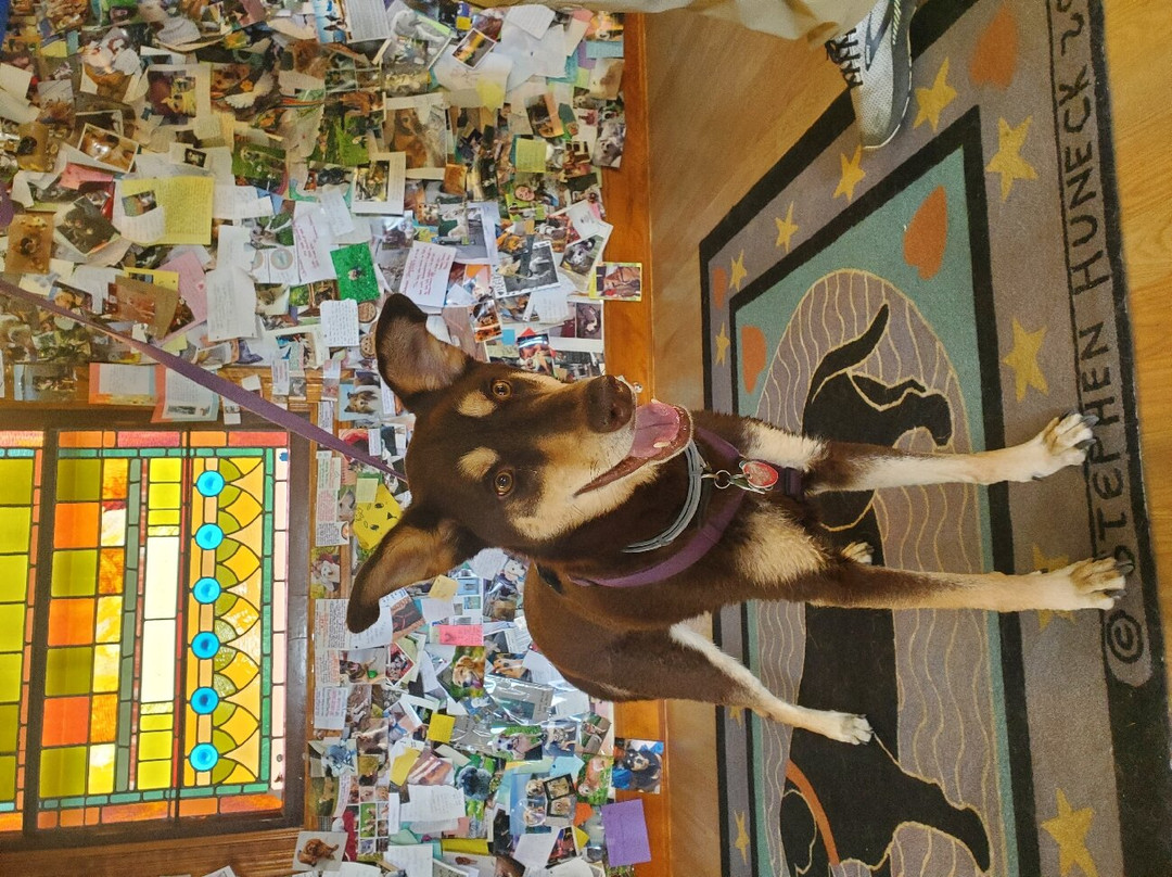 Dog Mountain-圣约翰斯伯里必去景点