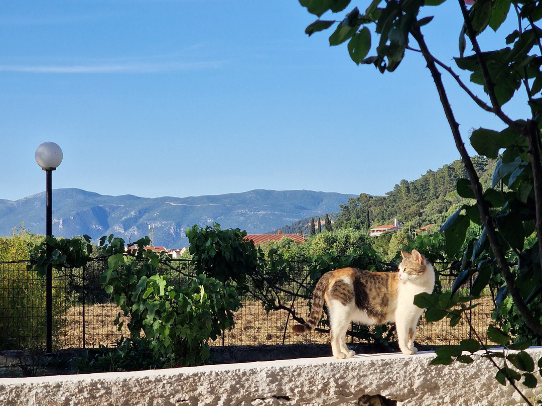 Pericles Hotel主图