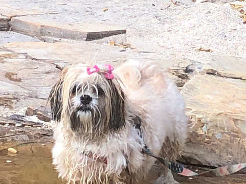 Canela De Ema Capitólio