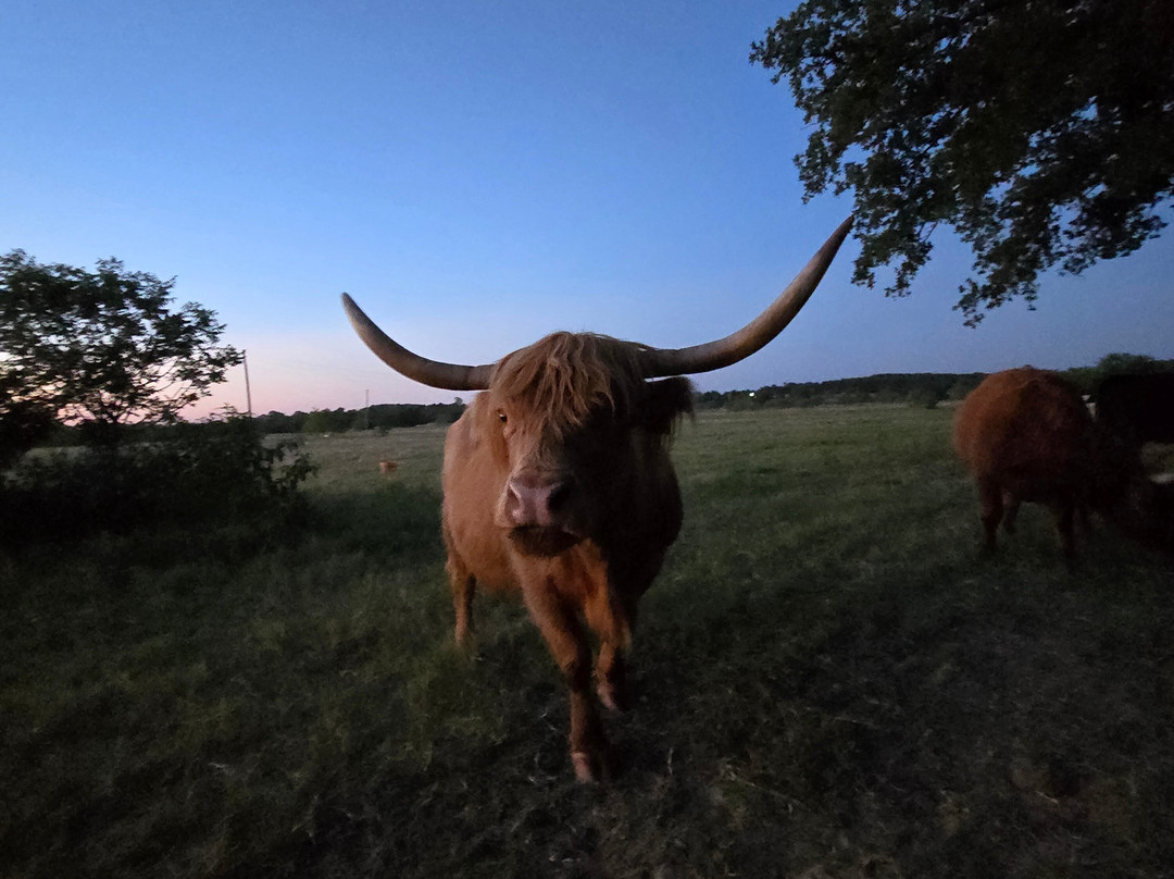 Moo & Bray Farm-Whitesboro必去景点