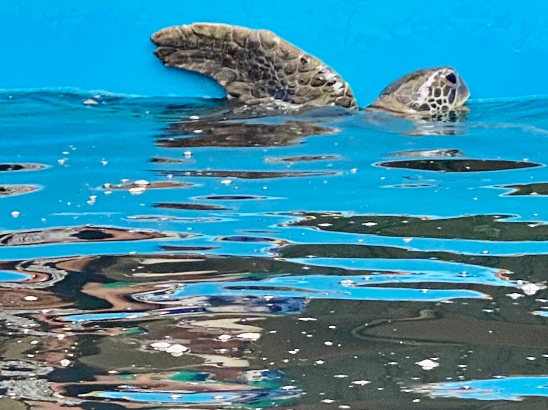 Fitzroy Island Turtle Rehabilitation Centre景点图片