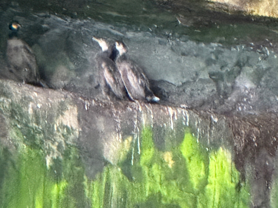 Seabirds and Seals - The Original Noss Boat Tours景点图片