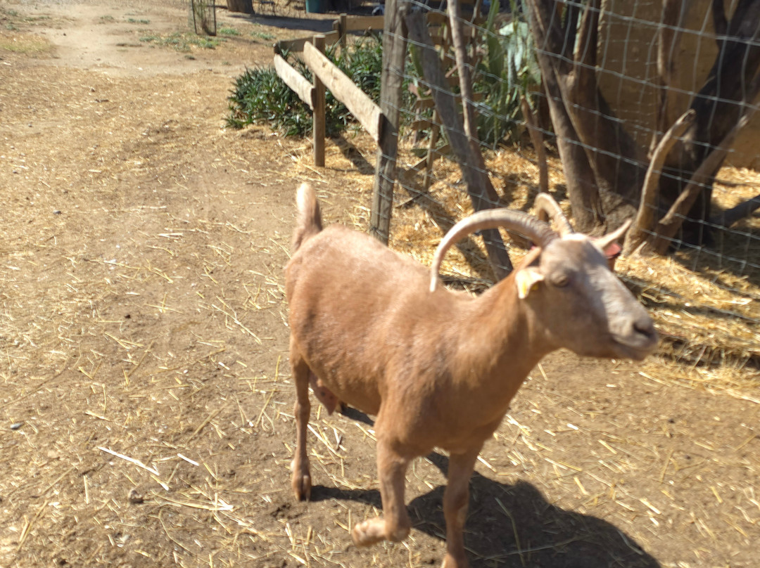 La Ferme Saint Roch景点图片