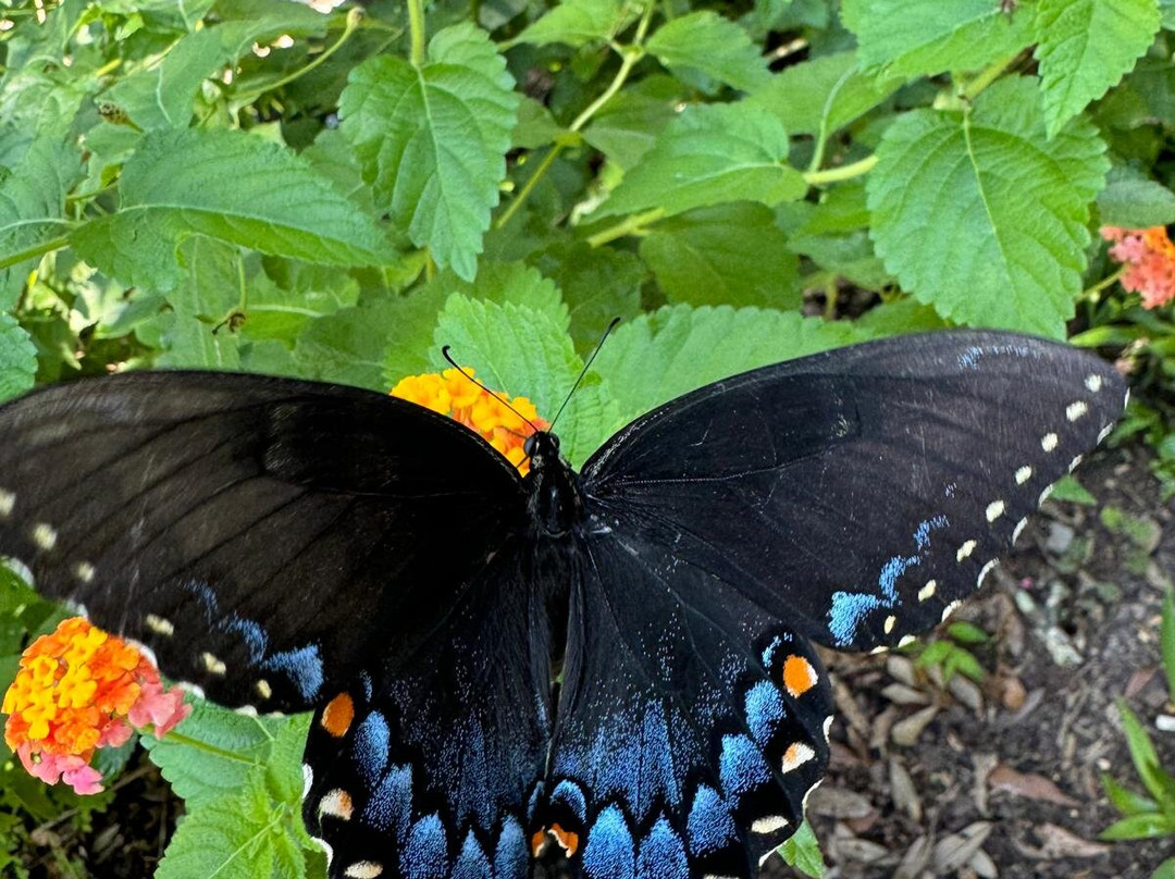 Rosemont Plantation-Woodville必去景点