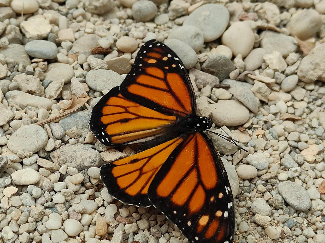 Mariposario de Nijar景点图片
