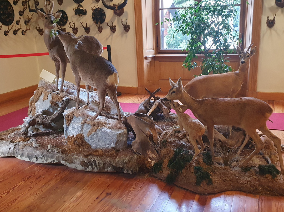 Alpenfauna Museum "Beck Peccoz" - Museo regionale della fauna alpina景点图片
