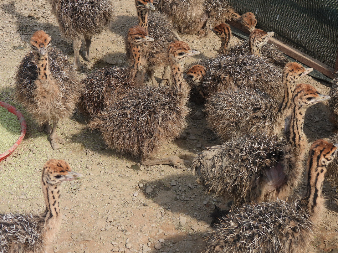 Highgate Ostrich Show Farm-奥兹洪必去景点