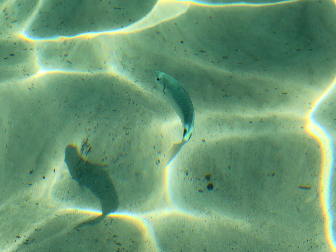 Le Farfalle - Cala Suaraccia Beach-San Teodoro必去景点