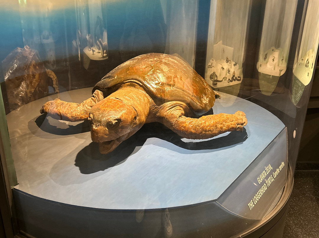 Natural History Museum景点图片