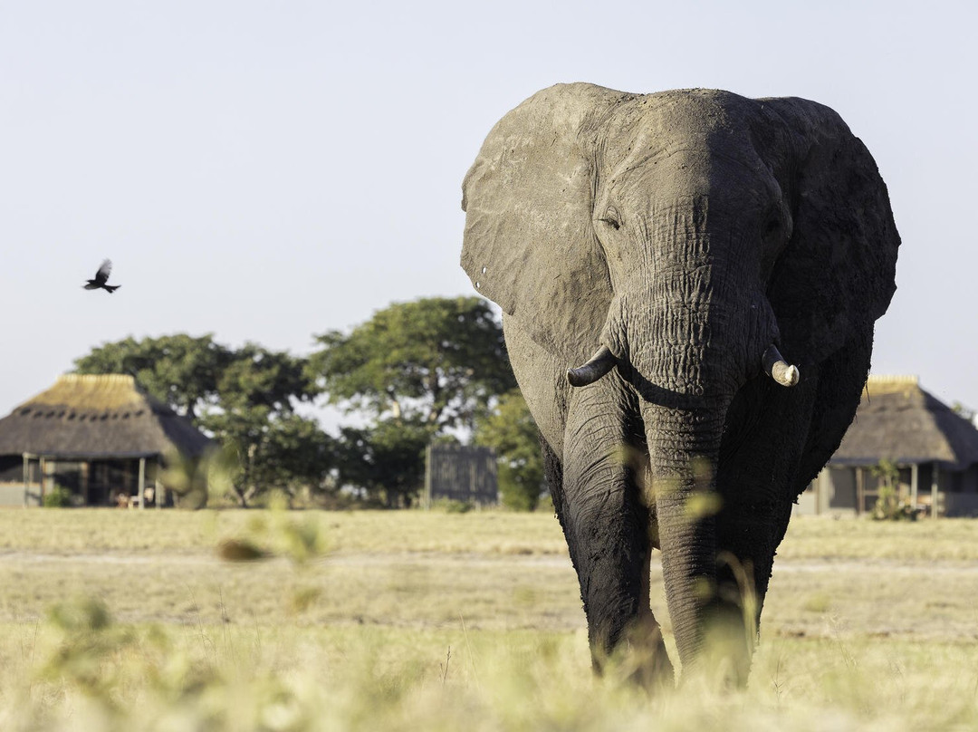 Camp Hwange - Wild Expeditions Africa