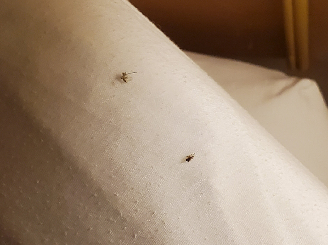 Bonnie Castle Resort & Marina主图