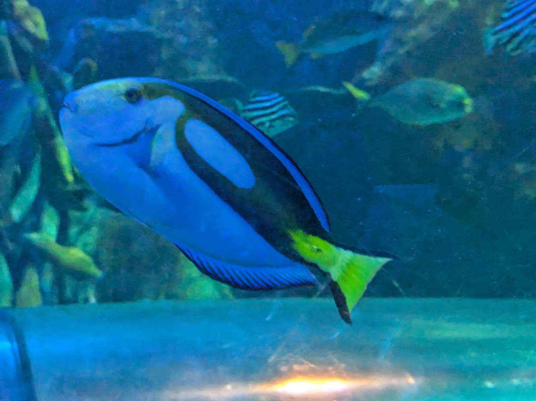 Sea Life Centre Great Yarmouth景点图片