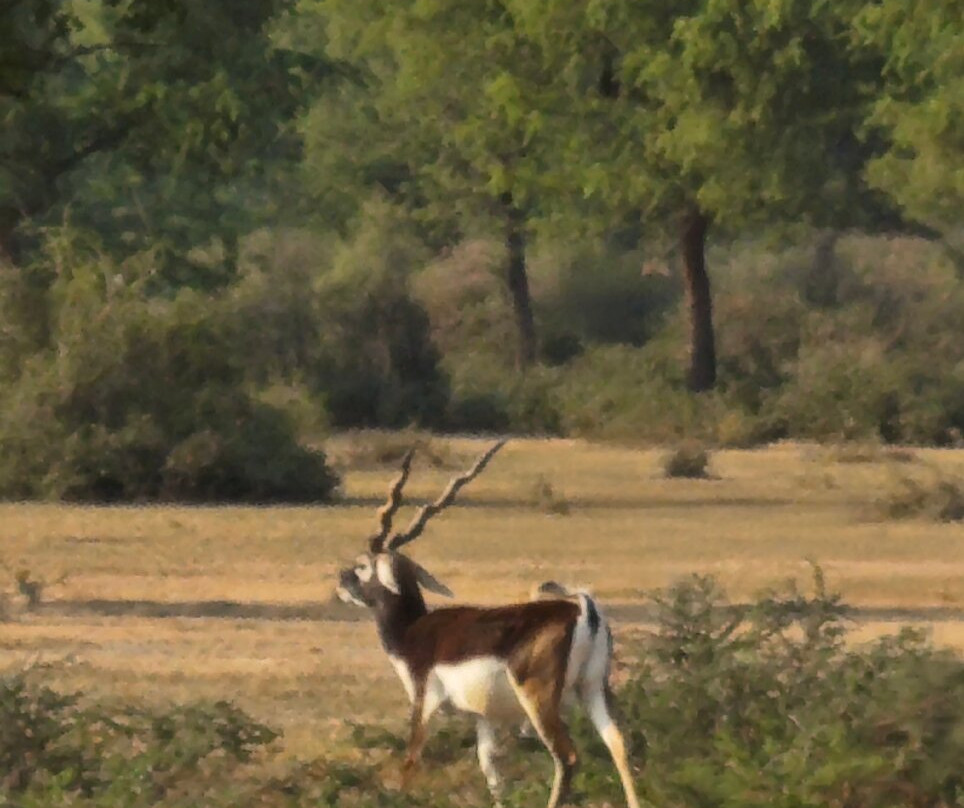 Tal Chhapar Black Buck Sanctuary-Sujangarh必去景点