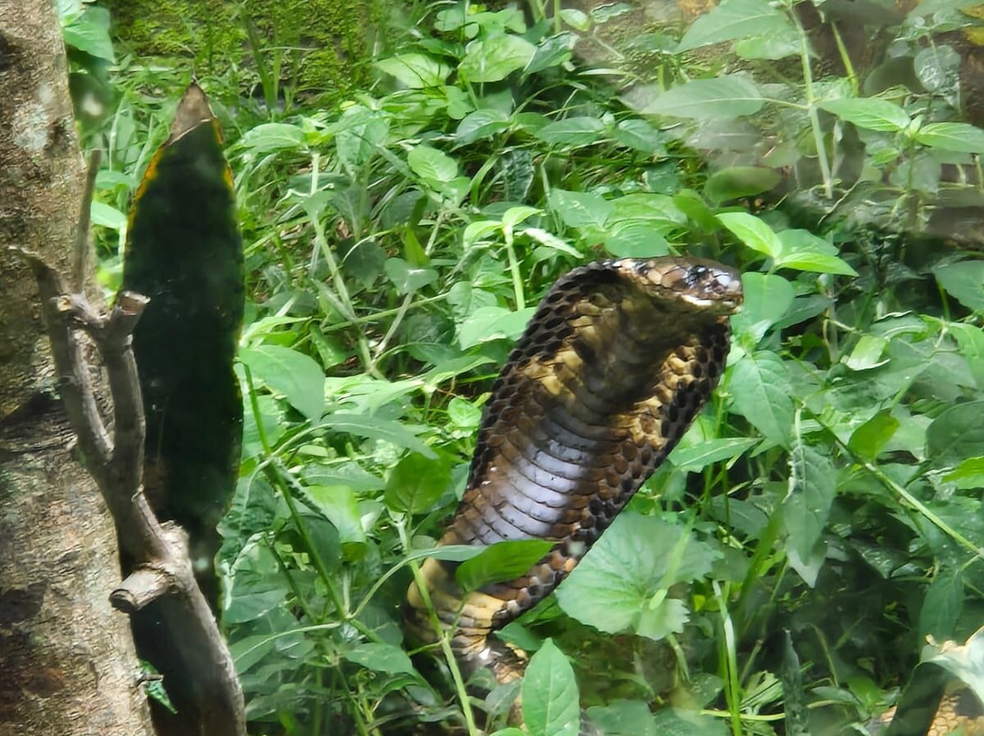 Uganda Reptile Village-恩德培必去景点