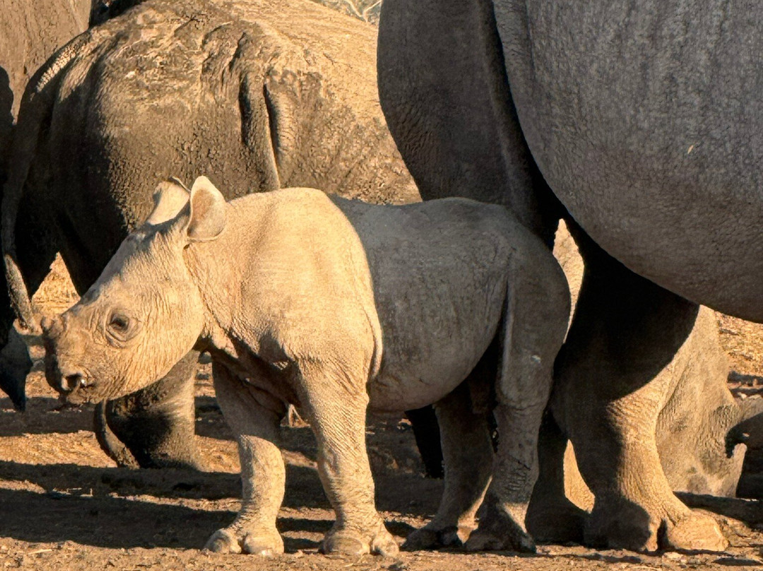 Mkomazi National Park Rhino Sanctuary景点图片