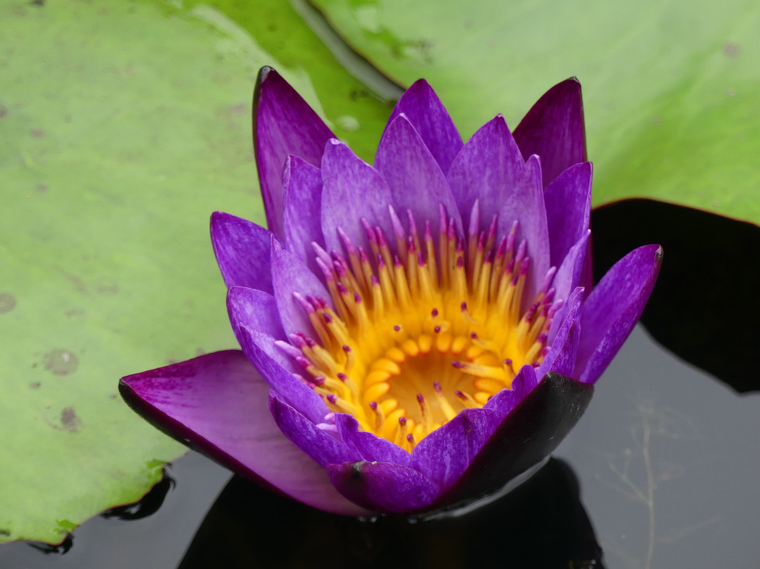 Wallis Creek Watergarden景点图片