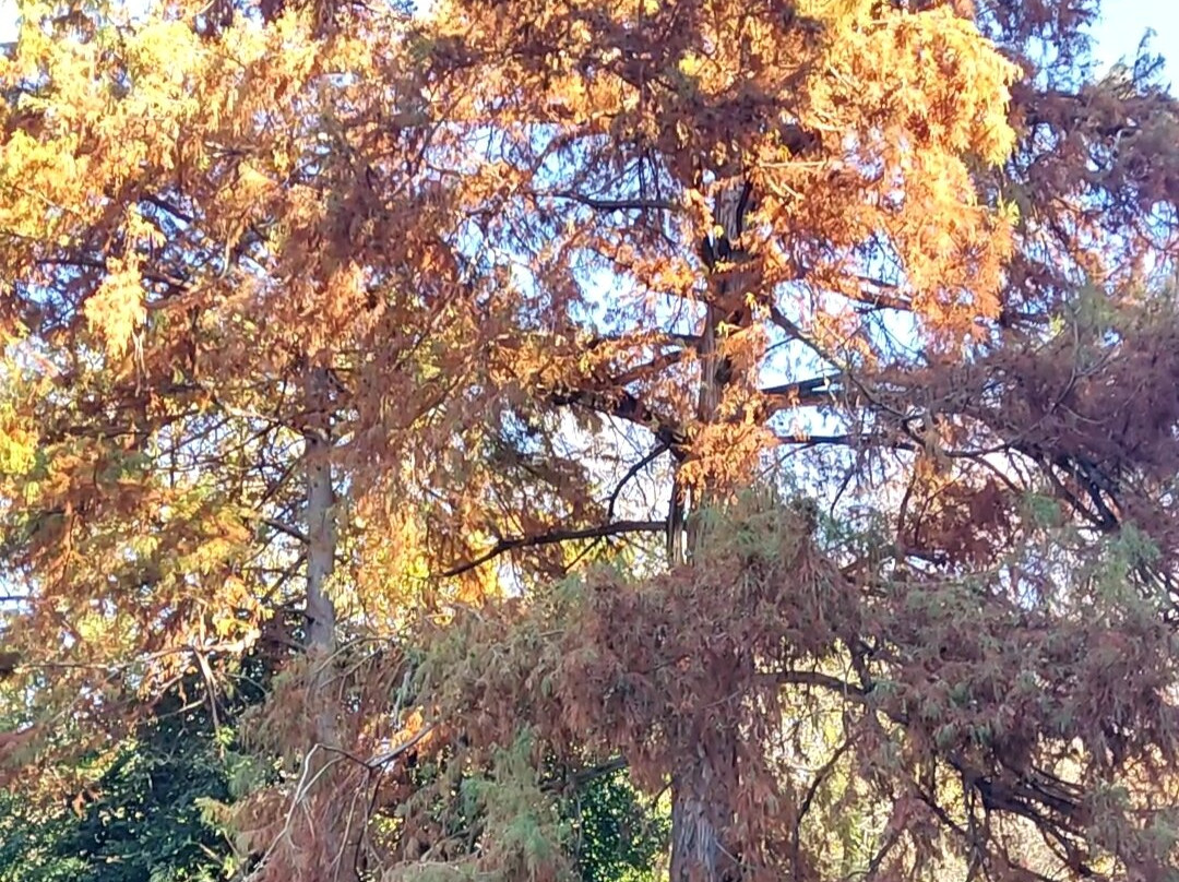 Parco della Burcina景点图片